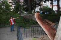 MEYDAN CAMİİ - Tokat'ta Fırtınaya Dayanamayan Asırlık Çınar Ağacı Devrildi