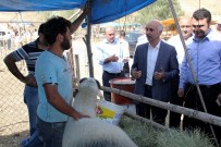 KURBAN PAZARI - AK Parti Sivas Milletvekili Dursun, Kurban Pazarını Gezdi