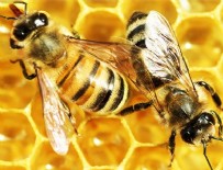 PROPOLIS - Cildinizi Arı Sütü İle Arındırın