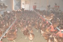 TAVUK ÇİFTLİĞİ - Gördüğü Haberden Etkilenip 'Gezen Tavuk Yumurtası Çiftliği' Kurdu