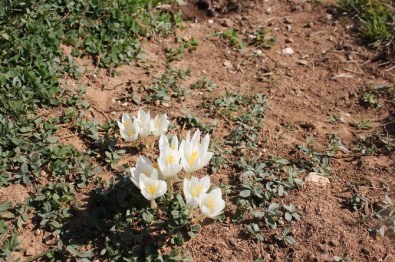 Kışın Habercisi Oltu'da Vargit Çiçekleri Açtı