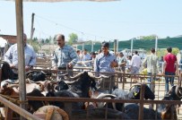KURBAN FİYATLARI - Kula'da Küçükbaş Kurbanlık Fiyatları El Yakıyor