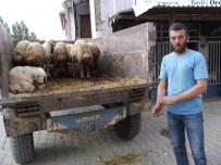 KURBAN FİYATLARI - Akçadağ'da Kurbanlık Satışları Durgun