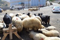 KURBANLIK HAYVAN - Bitlis'te Kurbanlıklar Görücüye Çıktı