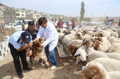 Kurbanlıklar Veteriner Kontrolünden Geçti