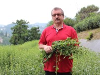 İMDAT SÜTLÜOĞLU - Stevia'da İkinci Hasat