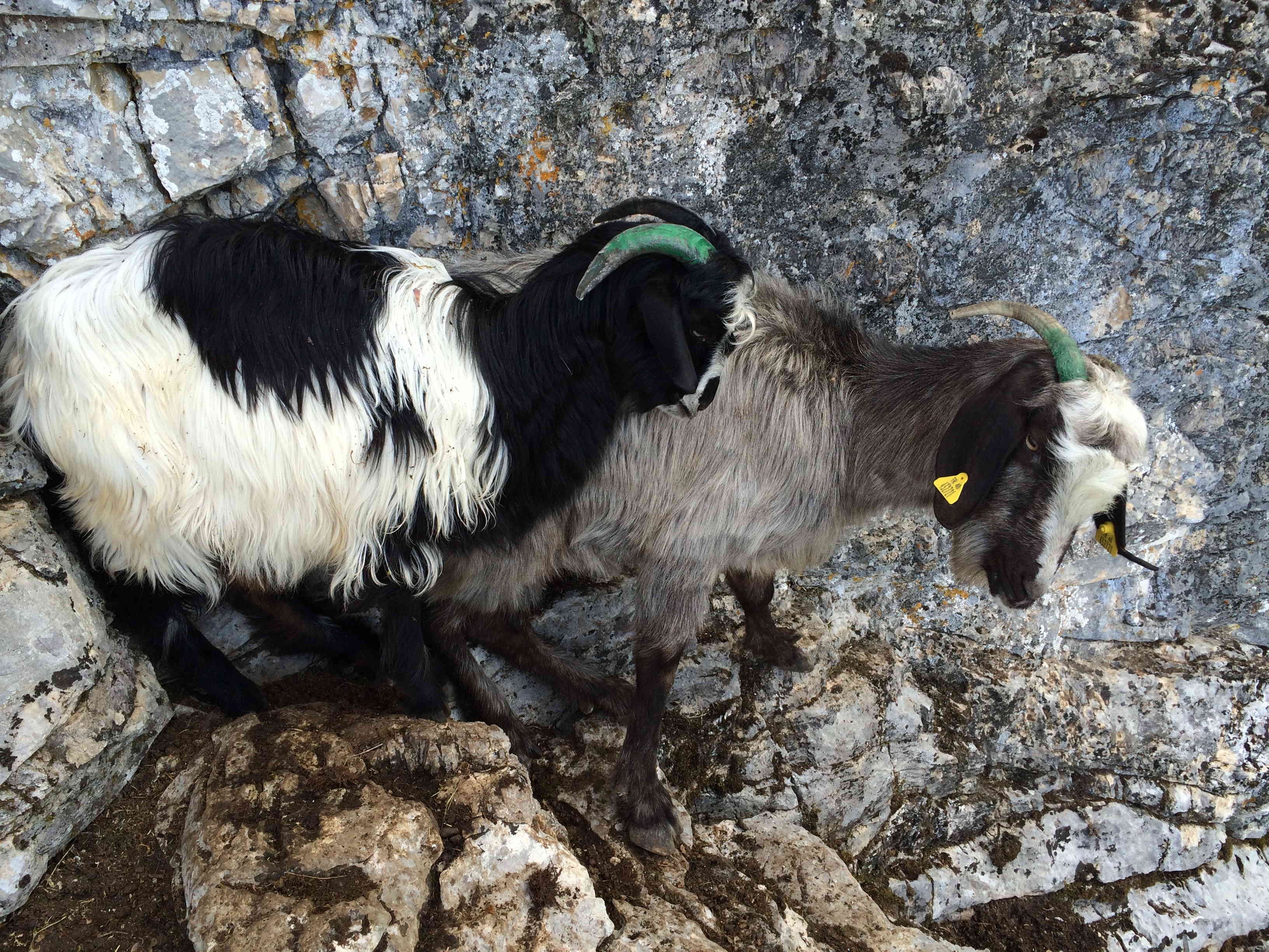 AKUT operasyon malzemelerini eşekle taşıdı