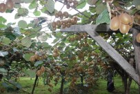 Karadeniz Açıklaması 'Kivi İthal Ediyoruz'