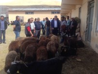 KURBANLIK HAYVAN - Kurban Kesim Yerleri Belli Oldu