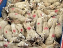 SEDAT PEKER - Sedat Peker ihtiyaç sahibi hemşehrilerinin yüzünü güldürdü