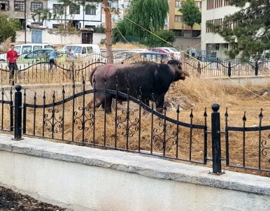 Sivas'ta Kaçan Manda Ortalığı Birbirine Kattı