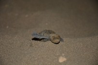DENİZ KAPLUMBAĞALARI - Yavru Caretta Carettaların Hayat Macerası Başladı
