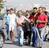 LIZBON - Ankara'da Kaçan Kurbanlık 4 Kişiyi Hastanelik Etti