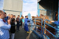 KESİM MERKEZİ - Kurban Pazarlarında Birinci Gün Yoğunluğu