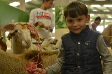 Tepebaşı'nda Kurban Sağlıklı Ve Huzurlu Geçti