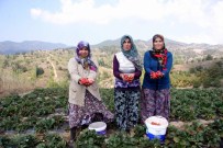 Uludağ'ın Yediveren Çileği 150 Derde Deva