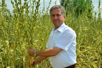 Ekim Alanları Yüzde 50 Azalan Susam Destek Bekliyor