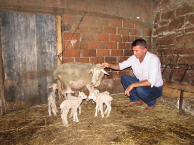 Kıvırcık Cinsi Koyun TEK Batında 7 Kuzu Doğurdu