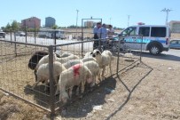 Kurban Pazarında Kavga Açıklaması 5 Yaralı
