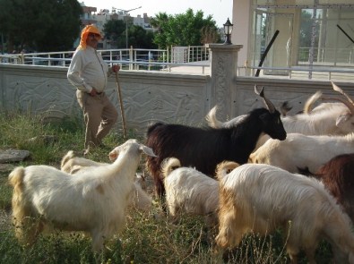 Tatil Beldelerinde Kurbanlıklar Elde Kaldı