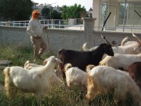 AKYENIKÖY - Tatil Beldelerinde Kurbanlıklar Elde Kaldı