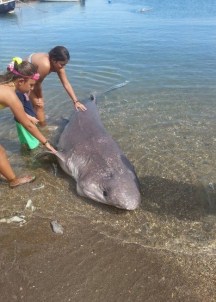Dev Köpekbalığı Kıyıya Vurdu