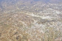 Mogan Gölü'nde Yine Balık Ölümleri