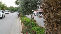 GÖKHAN KARAÇOBAN - Alaşehir Yolları Çiçek Bahçesine Dönüyor