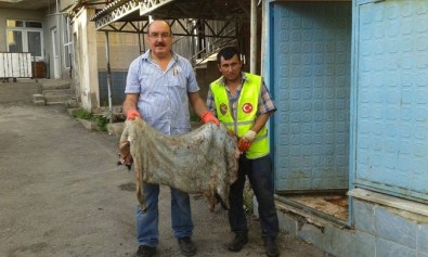 Hisarcık THK Şubesi 5 Bin 100 TL'lik Deri Topladı