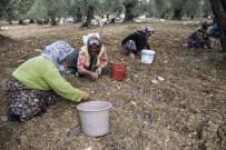 Akdeniz Zeytinyağında İddialı