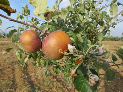 Beyşehir'de Dalında Elma Olan Ağaçlar Çiçek Açtı