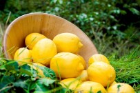 Ege'nin Narenciye Rekoltesi 446 Bin Ton