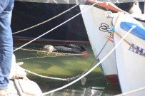 OTOPSİ SONUCU - Doğum Gününde Denizde Cesedi Bulundu