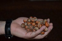 FINDIK HASADI - Fatsa Ticaret Borsası Başkanı Feyzi Açıklaması