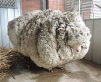 KOYUN KIRPMA - Kaçak koyundan 30 süveter çıktı