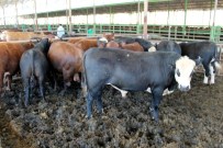 KURBAN FİYATLARI - Kurban Fiyatları Cep Yakıyor