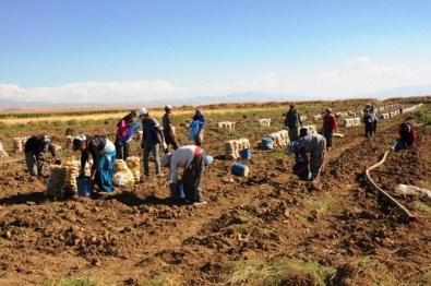 Van'da Sebze Üretimi