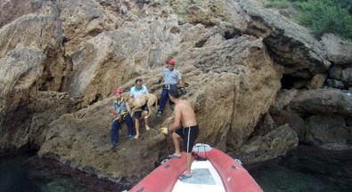 Falezlerden Düşüp Yaralanan Sokak Köpeği Hayata Tutundu