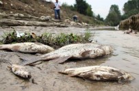 İL TARIM MÜDÜRLÜĞÜ - Karabük'te Esrarengiz Balık Ölümleri