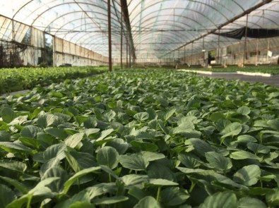 Köyceğiz'de Kışlık Süs Bitkisi Üretimi Başladı