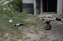 Yaşlı Kadının Kedi Sevgisi