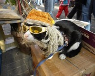 SEVİMLİ KEDİ - Bu Kedi Gözlük Takıyor