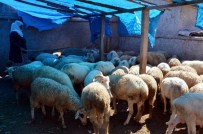 İSMAİL YILMAZ - Küçükbaş Hayvan Büyükbaşa Göre Daha Uygun