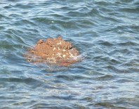 SAT KOMANDOSU - İzmir'de mayın alarmı