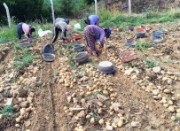 TURGUT UYAR - Yaylada Patates Hasadı Başladı