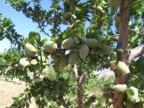 DINLER - Badem Hasadı Çiftçinin Yüzünü Güldürdü