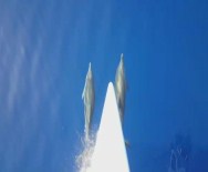 YUNUSLAR - Ege'de Yunusların Şovu Devam Ediyor