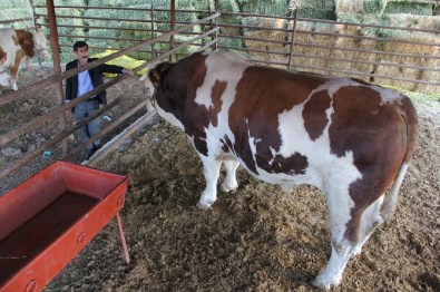 Otomobil fiyatına kurbanlık boğa