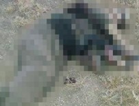 Batman’da bir PKK’lının cesedi bulundu