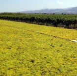 Kuru Üzüm İhracarında Rekor